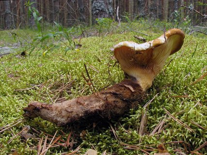 Tapinella atrotomentosa
