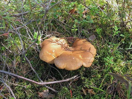 Tapinella atrotomentosa