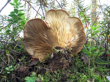 Tapinella atrotomentosa