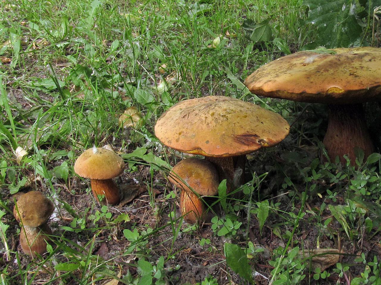 Boletus luridus