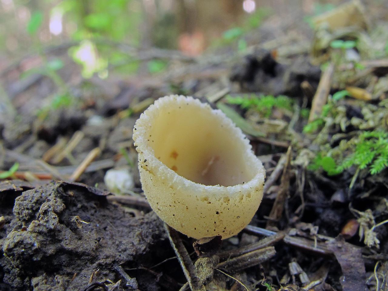 Tarzetta catinus