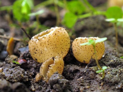 Tarzetta cupularis