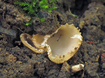 Tarzetta cupularis