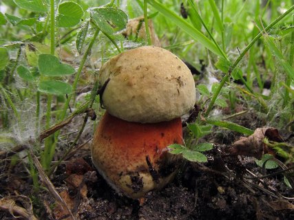 Boletus luridus