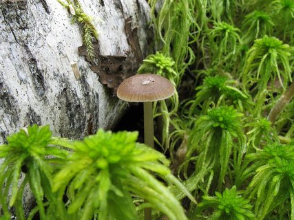 Tephrocybe palustris