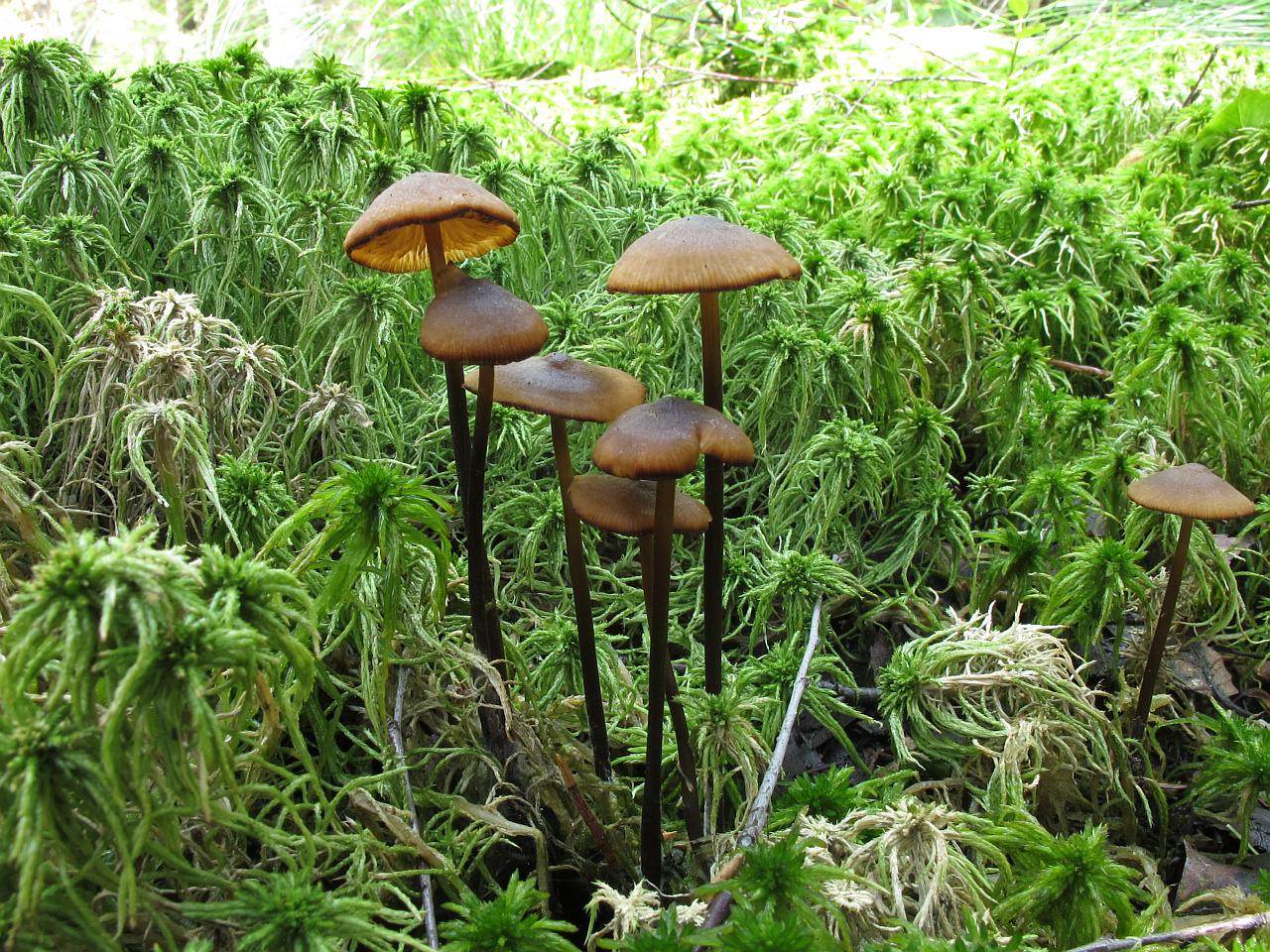 Tephrocybe palustris