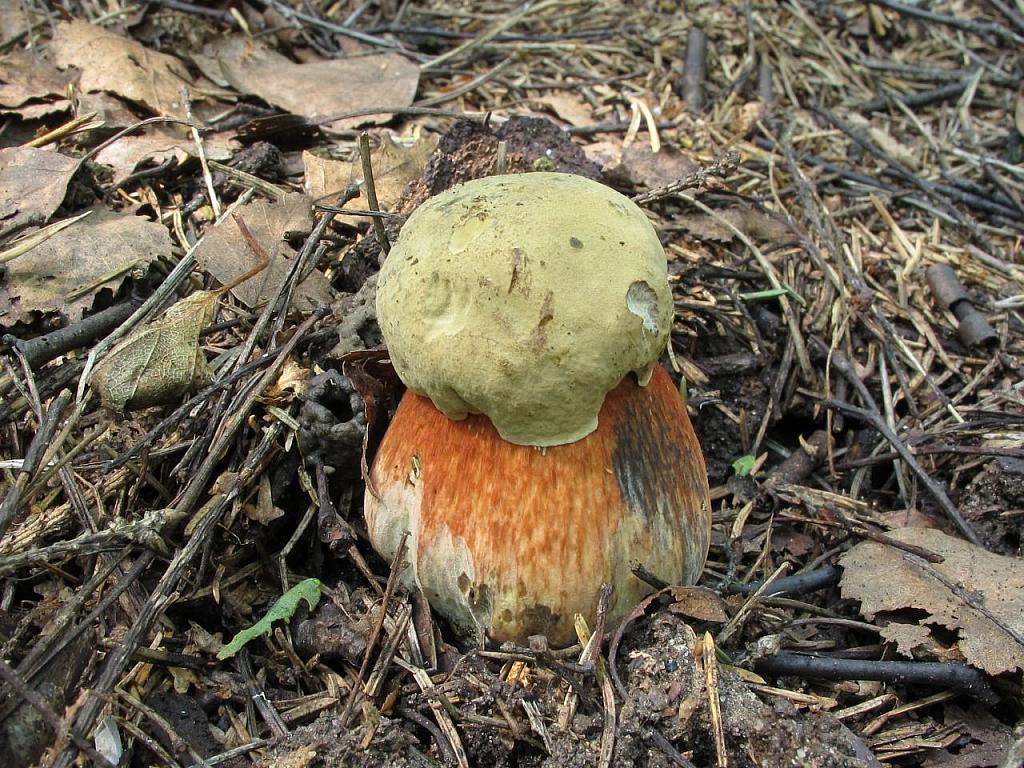 Boletus luridus
