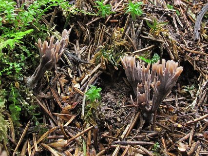 Thelephora palmata