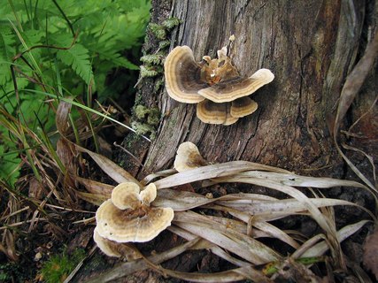 Trametes ochracea