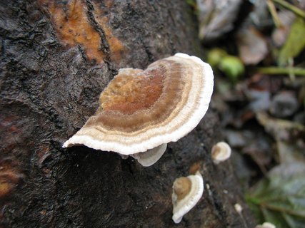 Trametes ochracea
