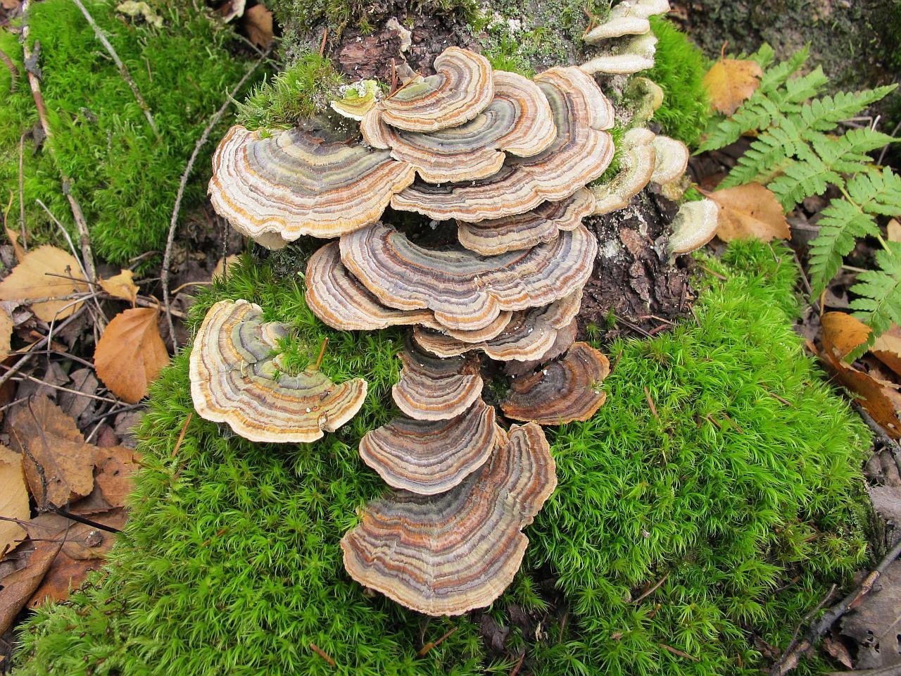 Trametes versicolor