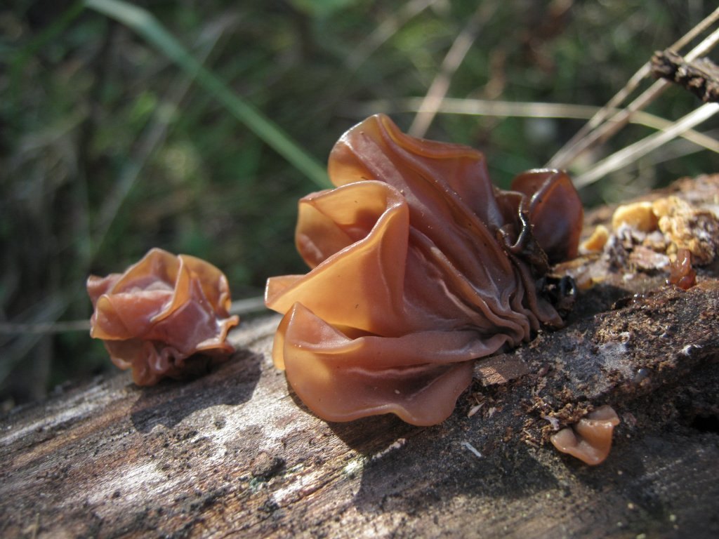 Tremella