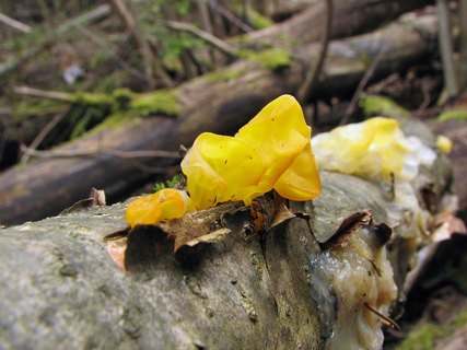 Tremella mesenterica