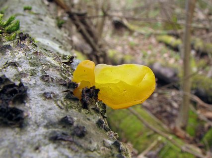 Tremella mesenterica