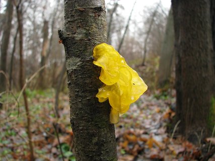 Tremella mesenterica