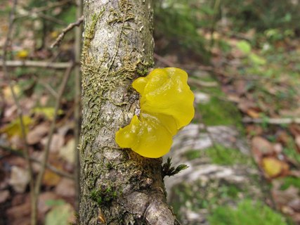 Tremella mesenterica
