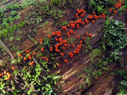 Trichia decipiens