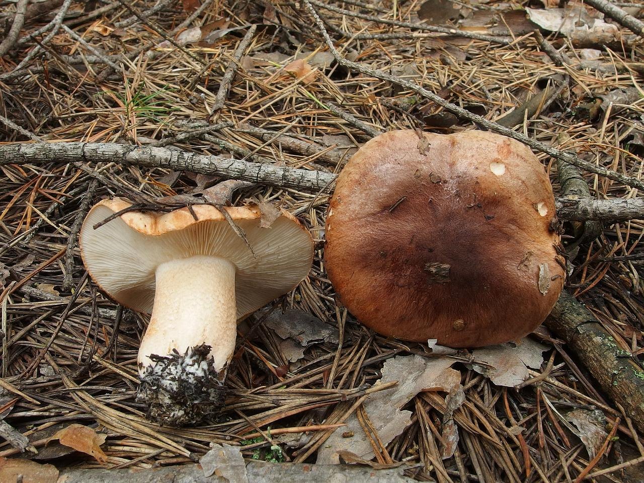 Tricholoma
