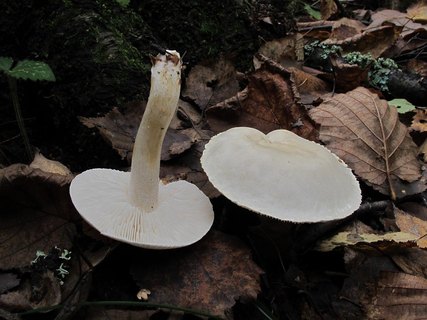 Tricholoma album