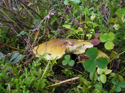 Tricholoma equestre