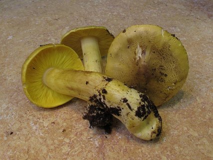 Tricholoma equestre