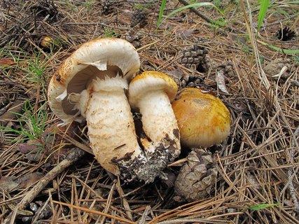 Tricholoma focale