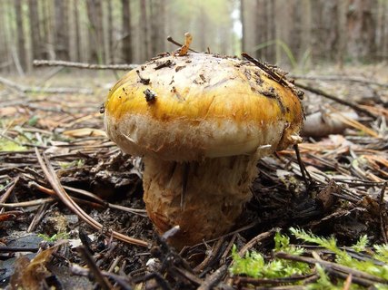 Tricholoma focale