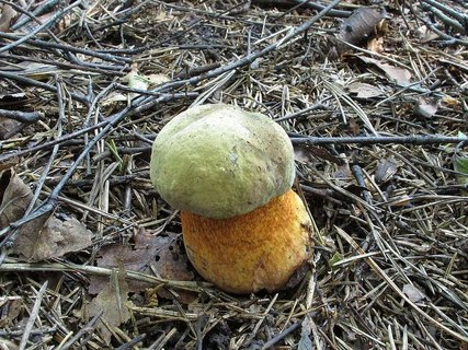 Boletus luridus