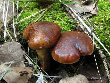 Tricholoma fulvum