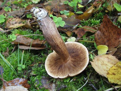 Tricholoma fulvum