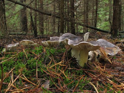 Tricholoma portemtosum