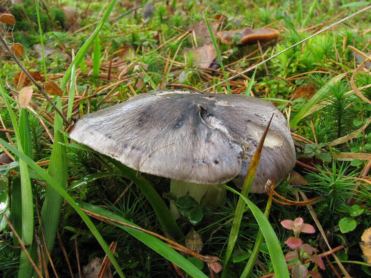 Tricholoma portentosum