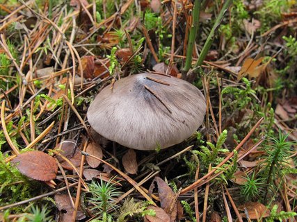 Tricholoma portemtosum
