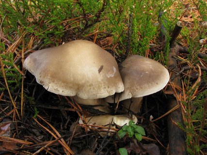 Tricholoma saponaceum