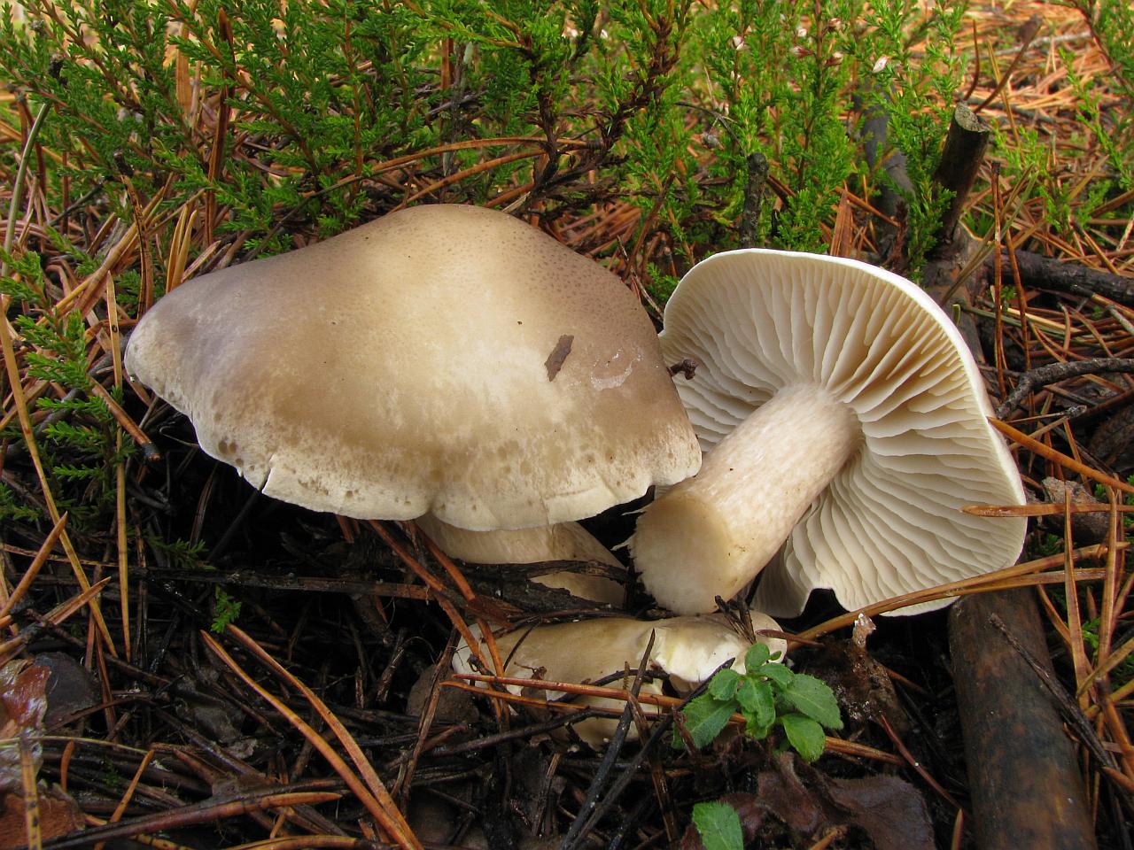 Tricholoma saponaceum