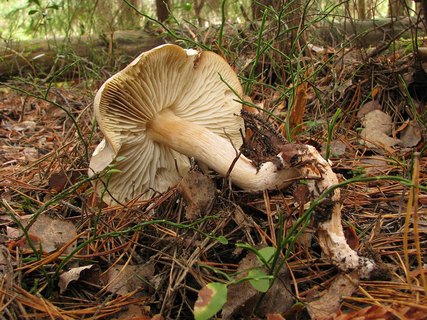 Tricholoma saponaceum