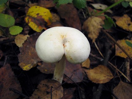 Tricholoma stiparophyllum