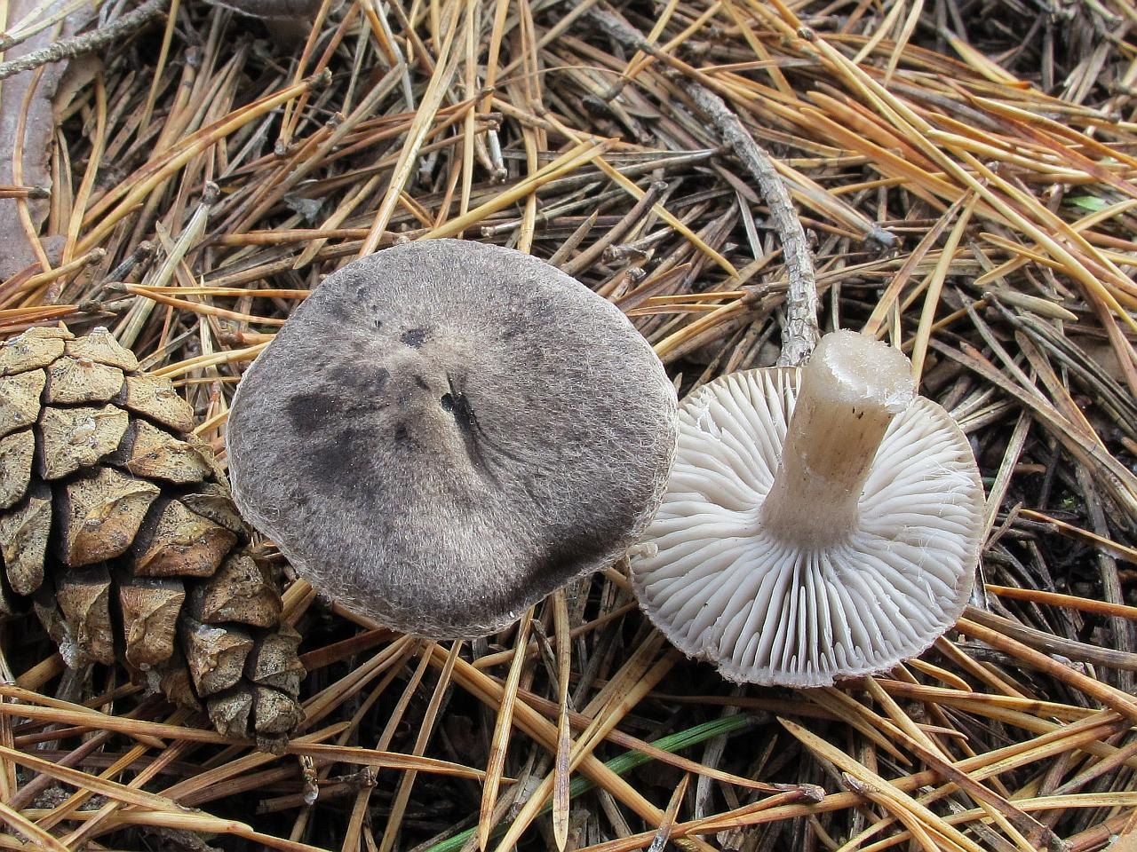 Tricholoma terreum