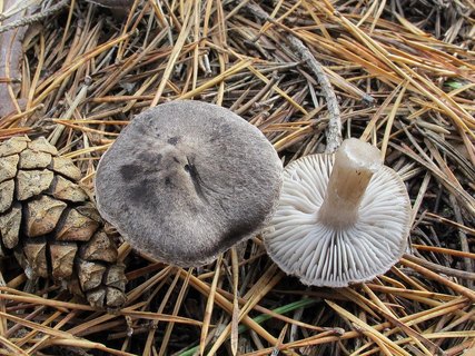 Tricholoma terreum