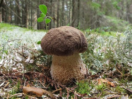 Boletus pinophilus