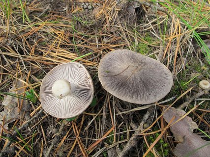 Tricholoma terreum