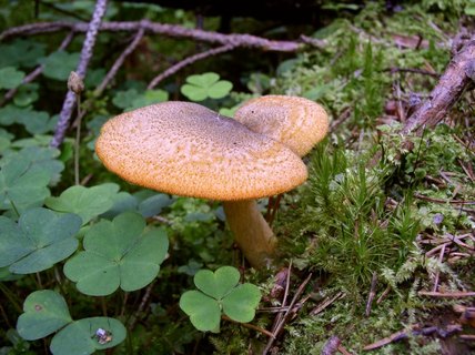 Tricholomopsis decora