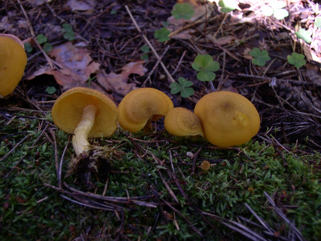 Tricholomopsis decora