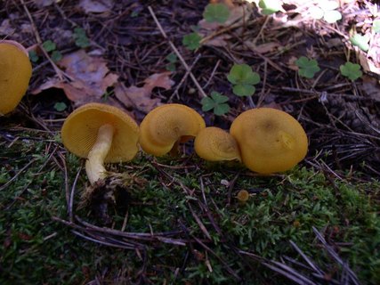 Tricholomopsis decora