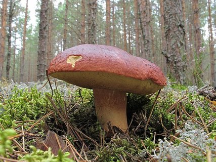 Boletus pinophilus