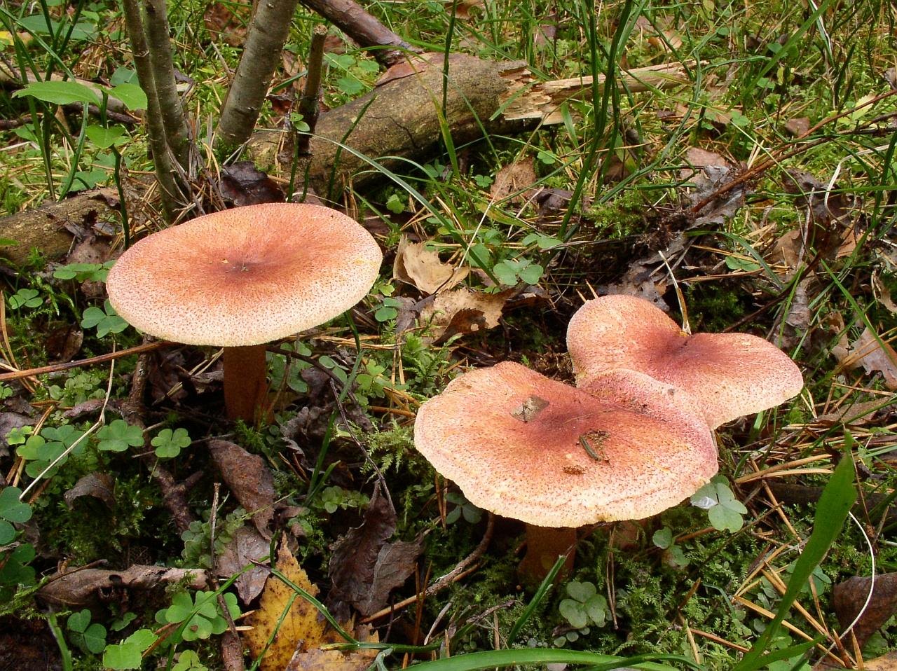 Tricholomopsis rutilans