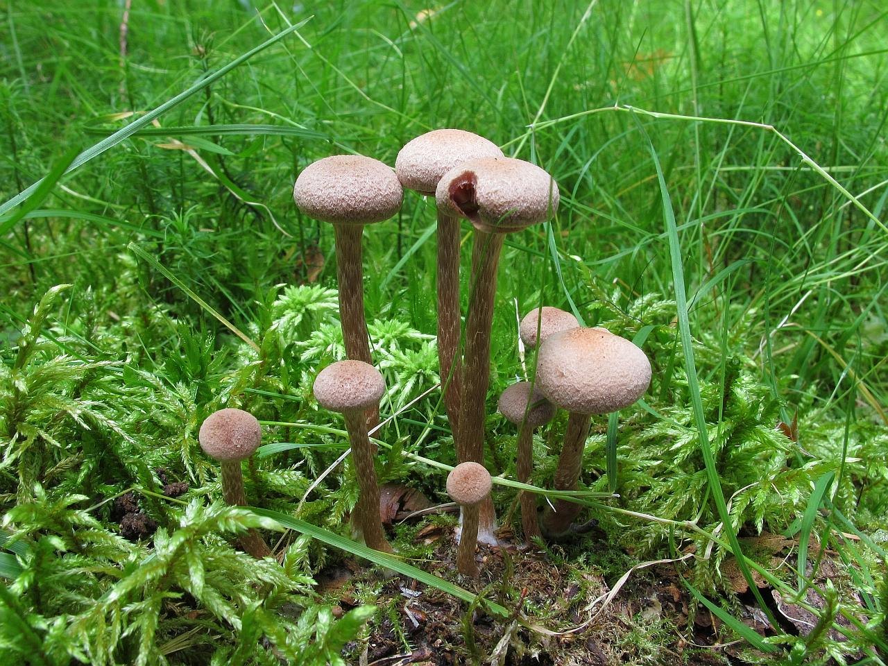 Tubaria