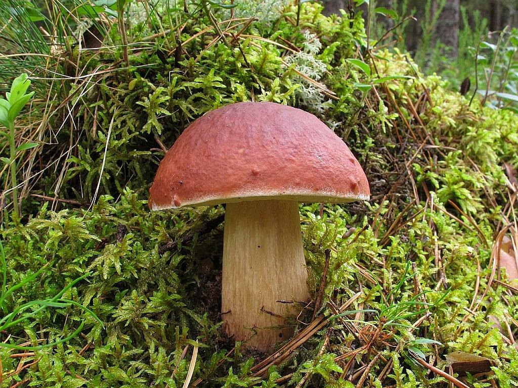 Boletus pinophilus