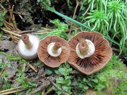 Tubaria confragosa