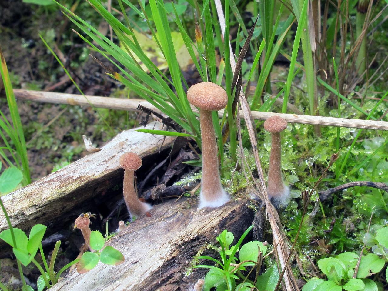 Tubaria conspersa